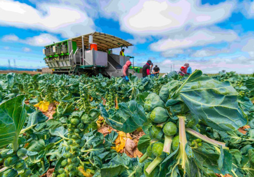 Exploring Traditional Farming Methods and Their Influence on Cuisine